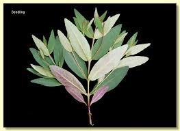 Image result for Eucalyptus cloeziana