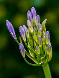 Vertragt Der Agapanthus Frost Wintertipps Fur Die Schmucklilie Mediterrane Pflanzen Schmucklilie Pflanzen