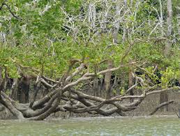 Image result for Sonneratia