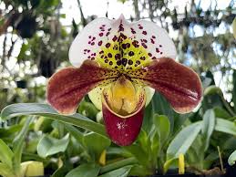 Image result for Paphiopedilum