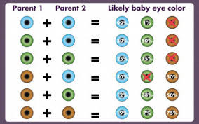 53 problem solving dominant eye color chart