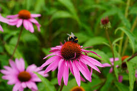 However, modern plant breeding has made life a little harder for bees than it once was. Bee Friendly Top Tips For Attracting Bees To Your Garden National Garden Scheme