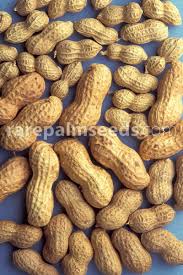 Image result for Arachis hypogaea