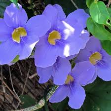 Image result for Thunbergia stelligera