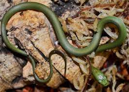 Active diurnal hunters feeding on medium sized crickets. Baby Rough Green Snakes For Sale