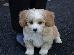 Here are some rescue organizations that may offer shorkie poo puppies and adults: Shih Poo Breed Overview Personality Temperament More