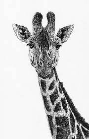 A pen by dario idrovo on codepen. Scribble Drawing Of A Giraffe By Filip Walczak Scribbled Giraffe Animal Animals Illustration Pen Ink Fi Fineliner Art Scribble Drawings Scribble Drawing