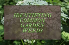 A celebrated icon herself, o'keeffe carved out her own style apart from the chaotic modern art scene of the time and paved the way for many women artists to. Common Garden Weeds Uk A Complete Identification Guide