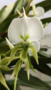 Image result for Angraecum minus