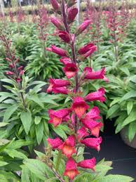 Digitalis 'Illumination Raspberry'