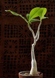 Image result for Adenium boehmianum