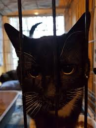Bronx and bear tell me where line of duty season 6 ~ line of duty's series six finale: Ryjek I Pingwin3 Towarzystwo Opieki Nad Zwierzetami W Polsce Oddzial W Szczecinie