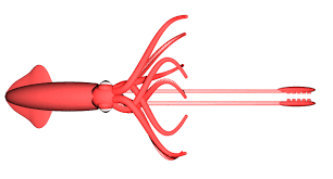 Humboldt squid reproduce via internal fertilization and lay large egg masses of at least one million eggs. How Many Tentacles Does A Giant Squid Have