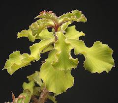 Image result for Monadenium rugosum