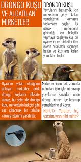 Betul Kalkan Adli Kullanicinin Iman Hakikatleri Panosundaki Pin Kusu Kus