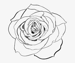 Rose Drawing Png Transparent Rose Line Art Png Image Transparent Png Free Download On Seekpng Find & download free graphic resources for flower lineart. rose drawing png transparent rose