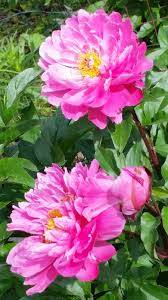 Browse the user profile and get inspired. Southern Peony