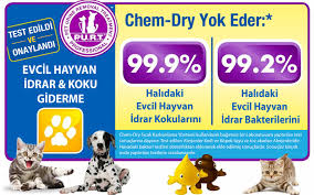 Koku genelde köpek sahiplerinin titizliklerine rağmen kolay kolay yok edilemez. Hali Ve Koltuktan Kedi Kopek Idrar Kokusu Giderme Evcil Hayvanlar Kedi Kopek