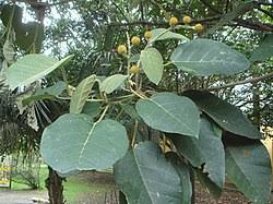 Image result for Croton madandensis