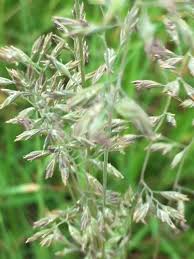 Луговик, щучка дернистая, deschampsia cespitosa. Wavy Hairgrass Seed Deschampsia Flexuosa Uk Delivery Naturescape
