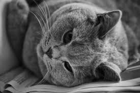 Who is the vet for the hemingway cats? Die Poesie Der Katze Novum Verlag Blog Fur Neuautoren