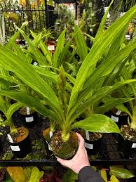 Image result for Phaius