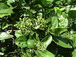 Image result for Premna mooiensis