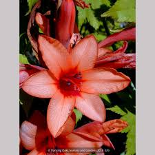 Image result for Watsonia