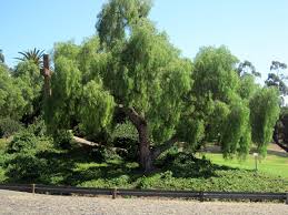 Image result for Schinus molle