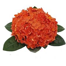Image result for Ixora hartiana