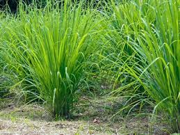 8 Pflanzen Die Mucken Fernhalten Pflanzen Gegen Mucken Garten Pflanzen Garten