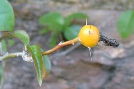 Image result for Pereskia aculeata