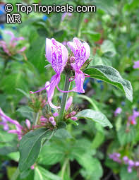 Image result for Hypoestes aristata