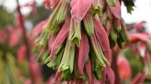 Image result for Beschorneria yuccoides