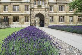 This variety was bred in the 1940's for drying. Lavender Hedge Spacing The Definitive Guide Gardener Report