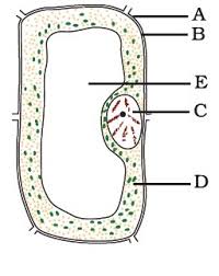 On the basis of plastids a plant cell can be recognized from animal cell. Differentiate Between A Plant Cell And An Animal Cell Pertaining To The Presence Of Plastids
