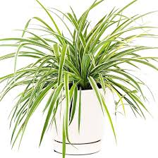 Image result for Chlorophytum pauper