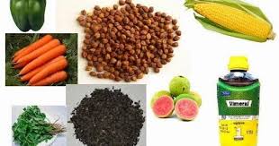 Wild bird food to feed year round. Top Foods That Will Make Your Birds Breed Fast Best Kept Secrets Revealed What Type Of Food Improves Breeding Activity In Sun Bird Breeds Food Parrot Diet