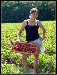 Maybe you would like to learn more about one of these? Michigan Strawberries Are Ready To Pick Absolute Michigan