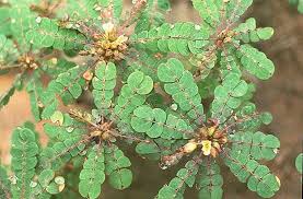 Image result for Biophytum