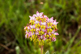 Image result for Asclepias albens