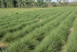 Image result for Sporobolus