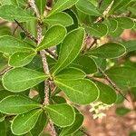 Image result for Putterlickia