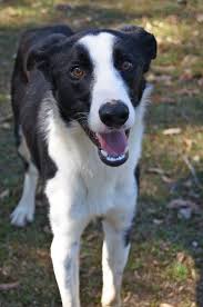 Black And White Border Collie Beagle Mix Sam Large Male Border Collie X Greyhound Mix In Nsw Petrescue Collie Mix Border Collie Mix Puppies Mixed Breed Dogs