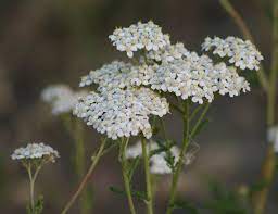 Pin On Wedding Flowers