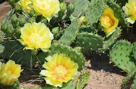 I always have some kind of potting project going. The Cold Hardy Prickly Pear Is A Low Growing Cactus With A Reclining And Creeping Growth Habit The Plant Is Mad Cactus Flower Prickly Pear Cactus Prickly Pear