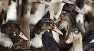 Cette petite comptine a beaucoup de succès auprès des enfants de classe maternelle. Le Bien Etre Et La Protection Des Canards Gras Ministere De L Agriculture Et De L Alimentation