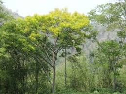 Image result for Erythrophleum africanum