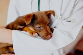 When i see a kitty, as a patient, who's had chronic diarrhea, if the cat is feeling fine otherwise, like claire's cat, then first of all, i like to take some time ruling out some of the more simple things that can cause. Veterinarians New Options For Chronic Diarrhea Cases Animalbiome