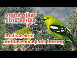 Burung sirtu (aegithina tiphia) ialah burung pengicau kecil yang sangat di manati oleh pecinta burung. Suara Pikat Sirtu Betina Vs Anakan Untuk Semua Jenis Burung Youtube